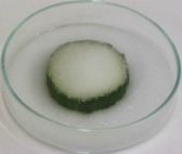 Gurkenscheibe mit Salz, etwas sp&auml;ter