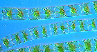 c-zelle-chloro.jpg