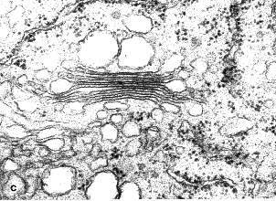 c-zelle-golgi.jpg